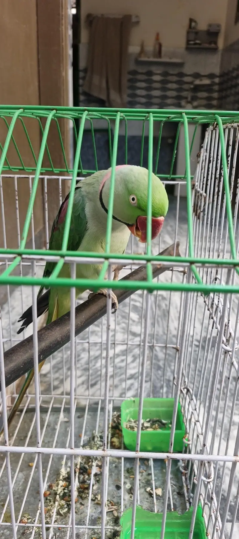 Bolne Wala Tota — photo 2