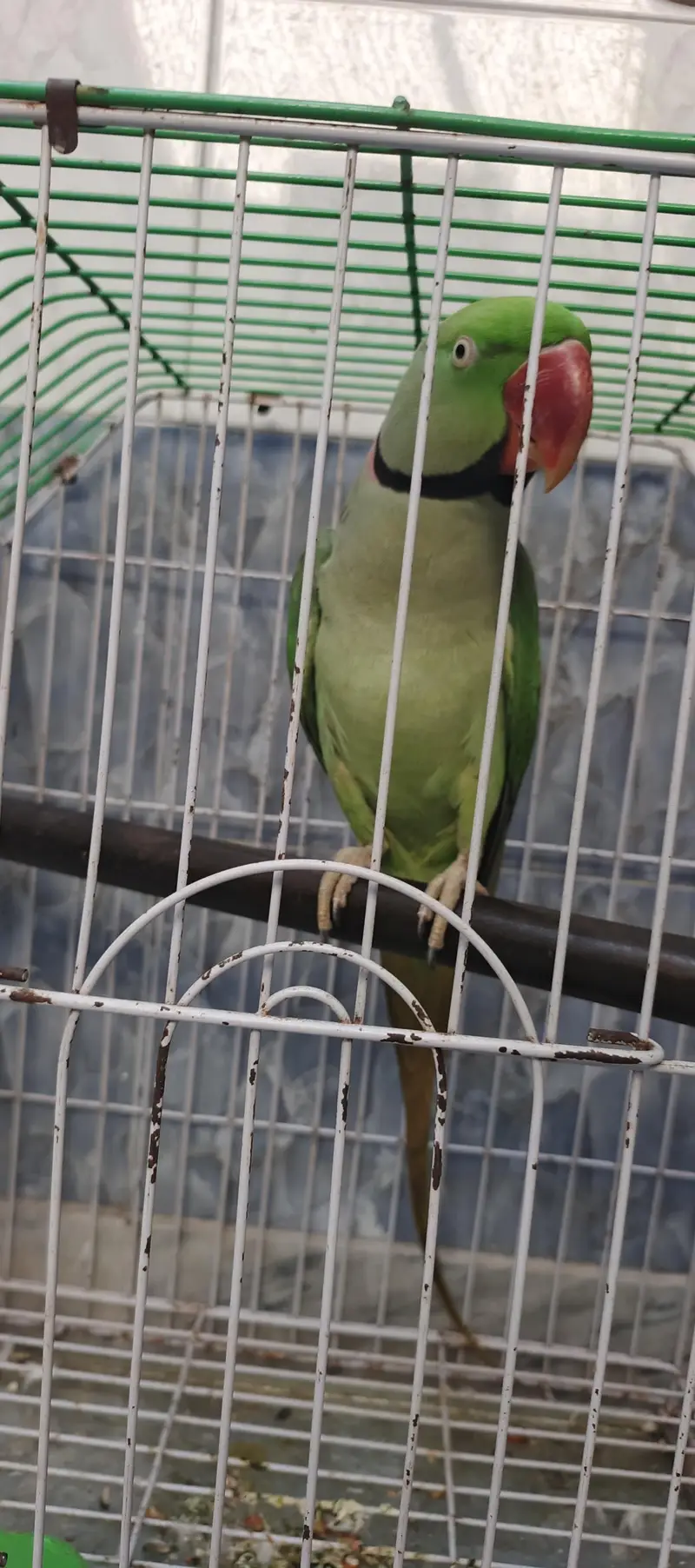 Bolne Wala Tota — photo 4