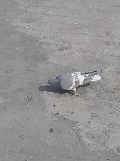 sarghodi pair for sell