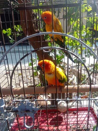 sun conure  Category	Estimated Price Range (PKR) Sun Conure