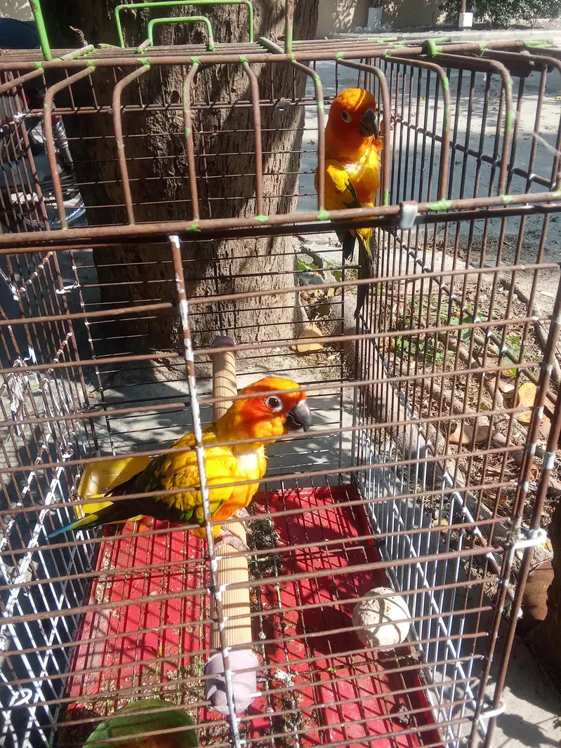 sun conure  Category	Estimated Price Range (PKR) Sun Conure — photo 2