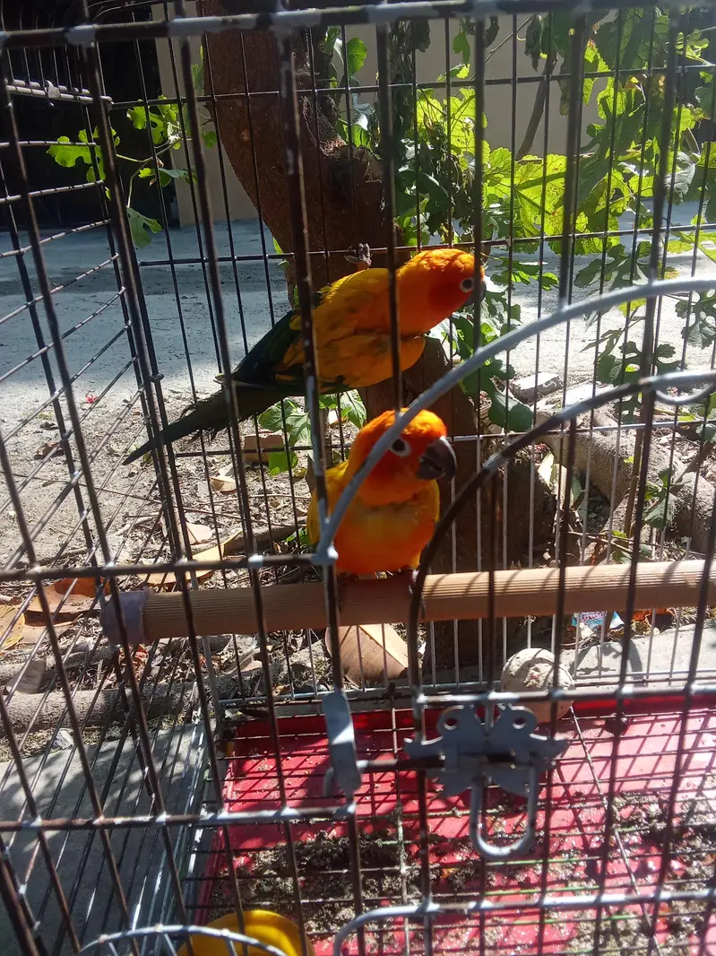 sun conure  Category	Estimated Price Range (PKR) Sun Conure — photo 3