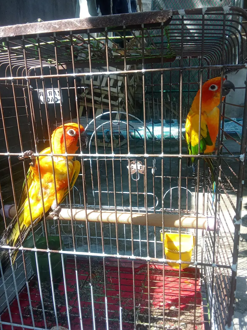 sun conure  Category	Estimated Price Range (PKR) Sun Conure — photo 4