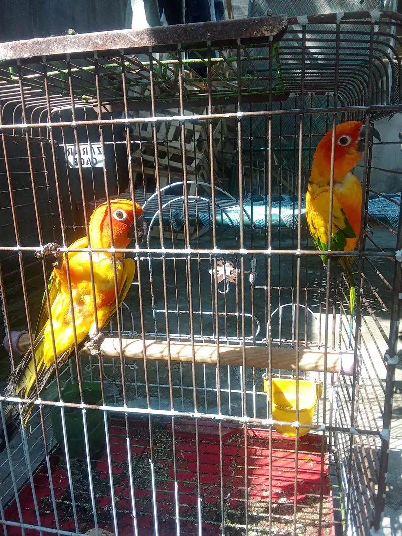 sun conure  Category	Estimated Price Range (PKR) Sun Conure — photo 5