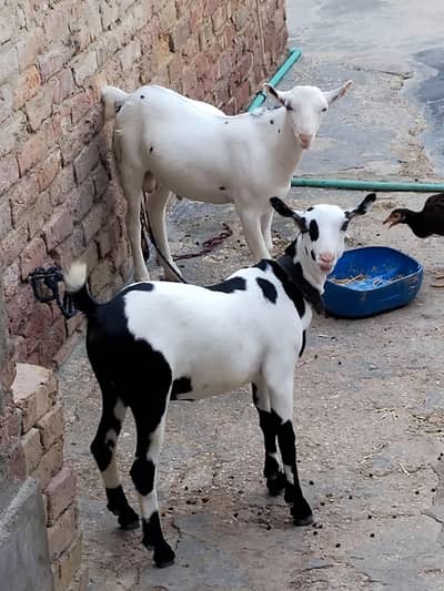 teddi gulabi pure