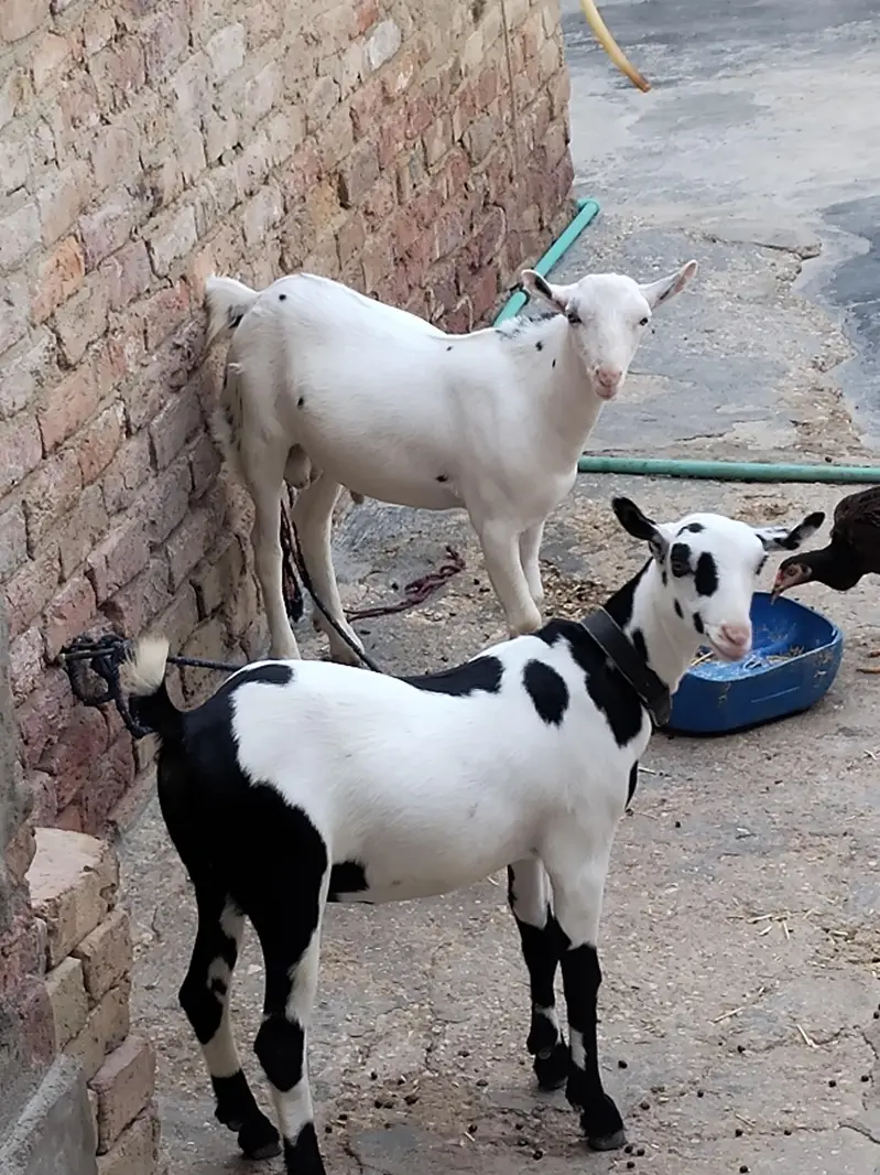 teddi gulabi pure — photo 2