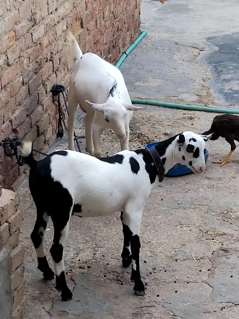 teddi gulabi pure — photo 3