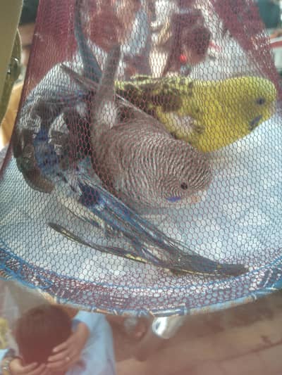 breeder pir