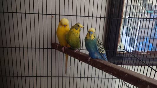 exhibition male with black wing female and extra male