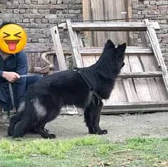 Black German non ped female available for sale