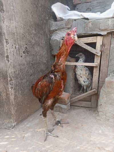 pure dragon breeder ptha for sale urgent