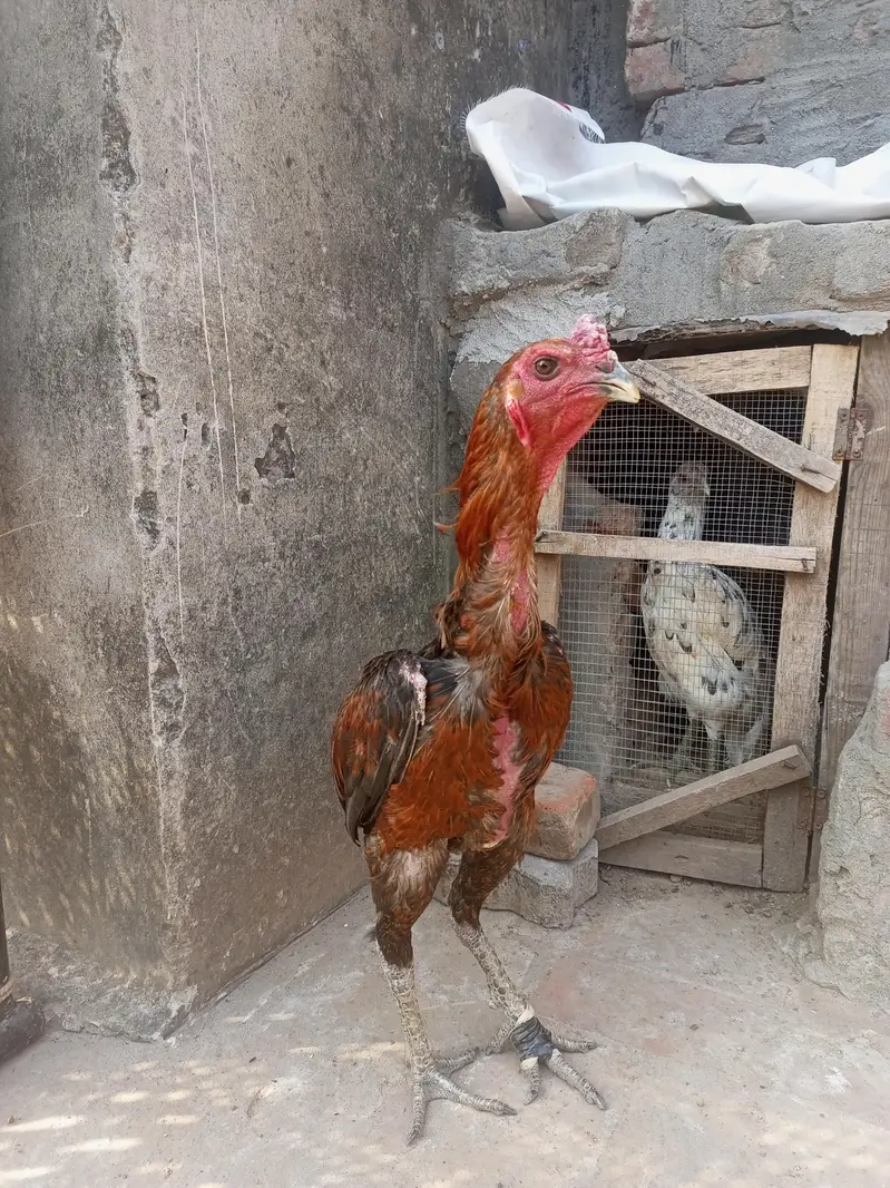 pure dragon breeder ptha for sale urgent — photo 2