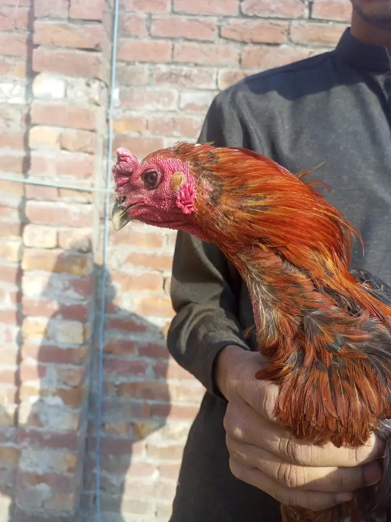 pure dragon breeder ptha for sale urgent — photo 3