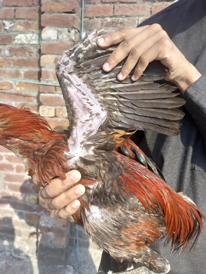pure dragon breeder ptha for sale urgent — photo 4