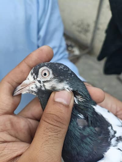 Ram puri Jora for sale