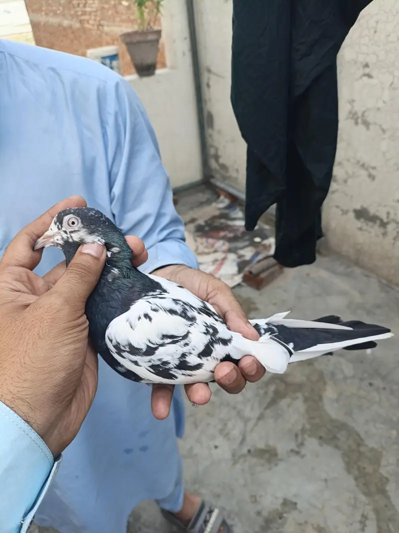 Ram puri Jora for sale — photo 2