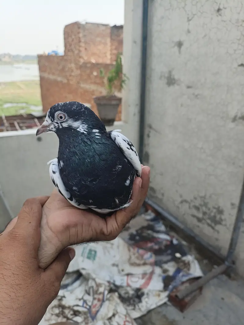 Ram puri Jora for sale — photo 3