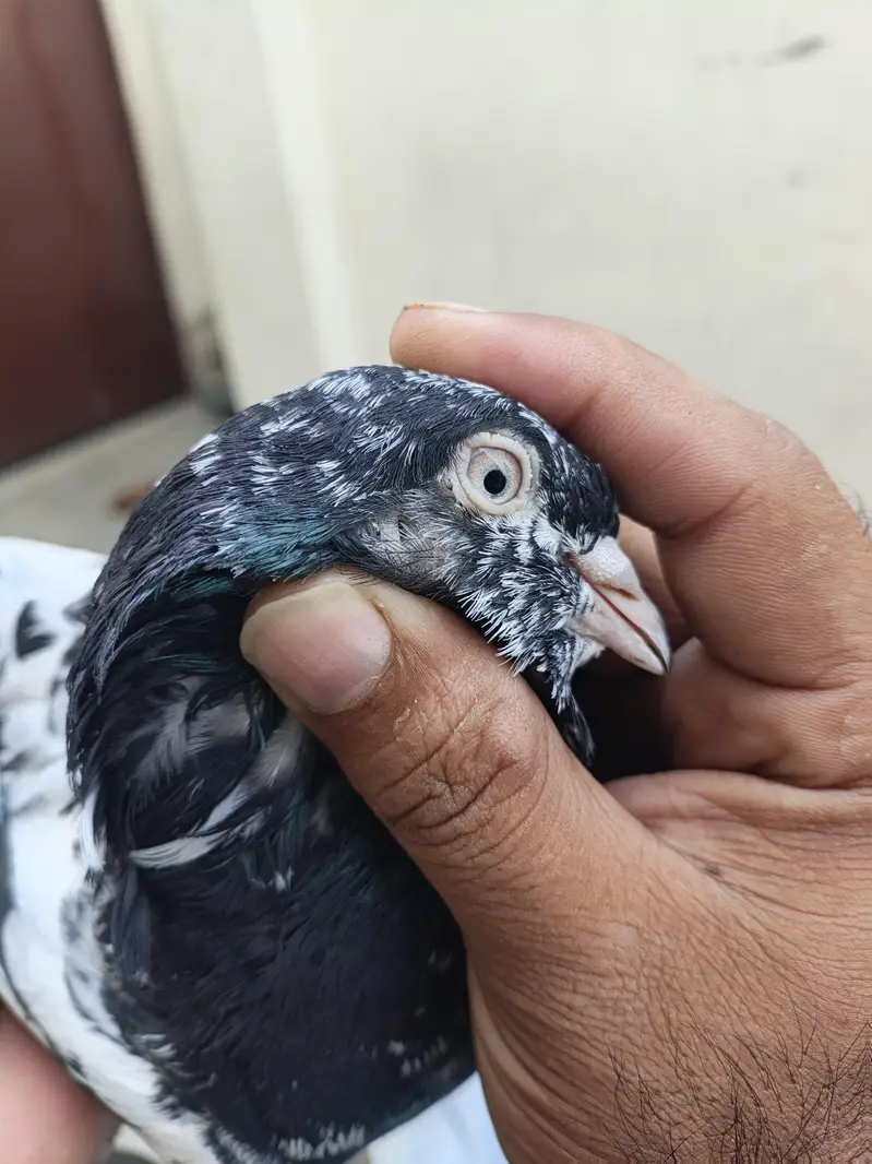 Ram puri Jora for sale — photo 4
