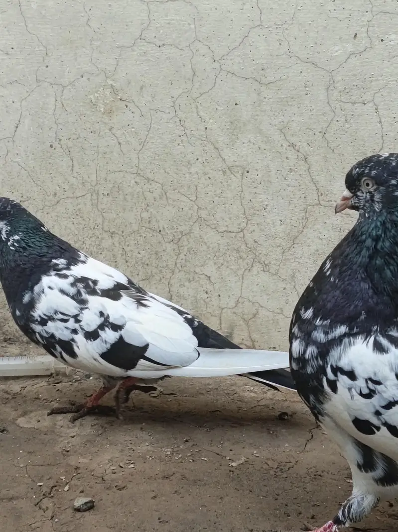 Ram puri Jora for sale — photo 5