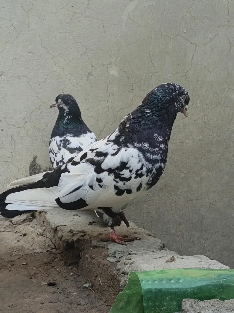 Ram puri Jora for sale — photo 6