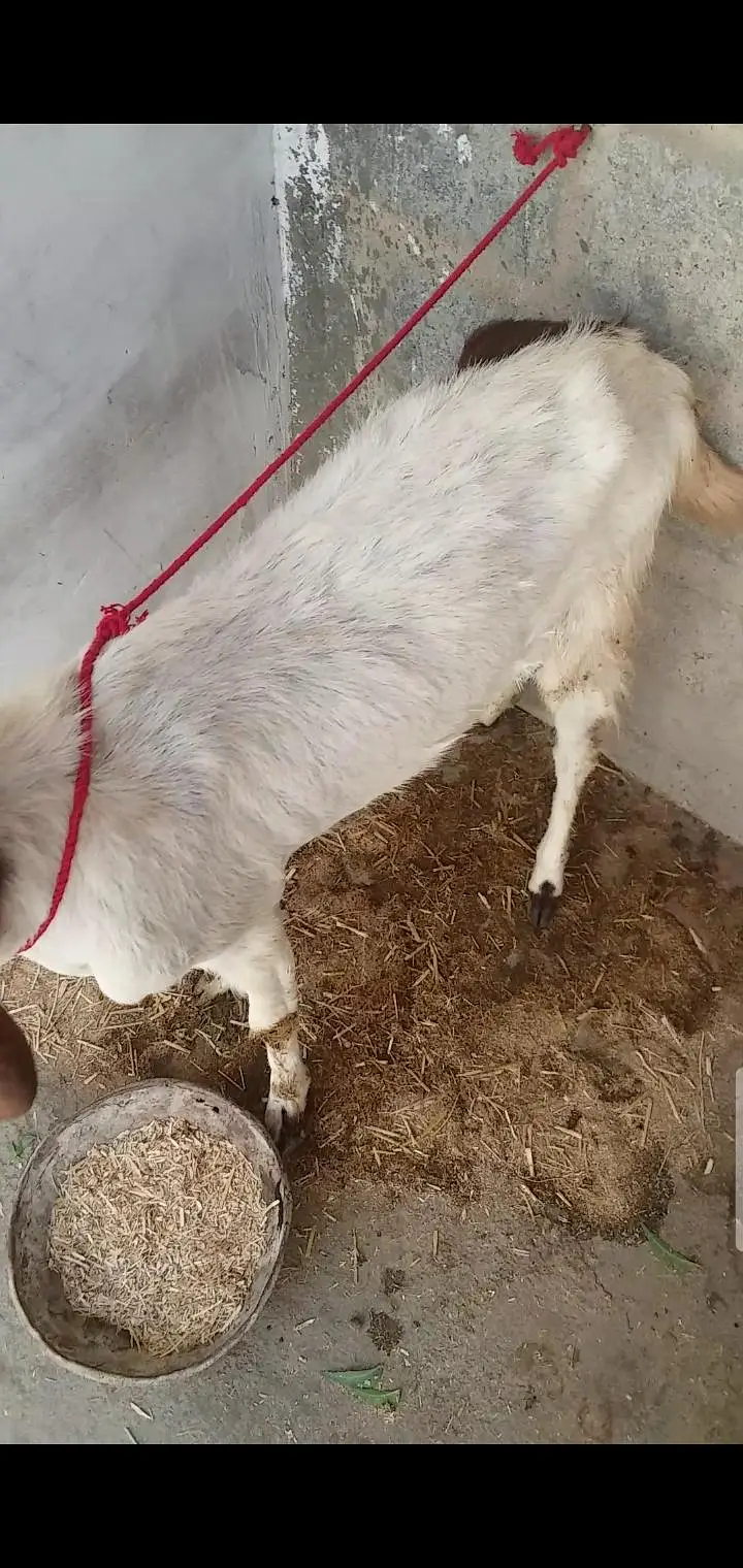 4 dant Bakri weight 25kg price final — photo 4