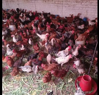 Golden misri | lohman brown| desi  | andy wali murgi | egg laying hens