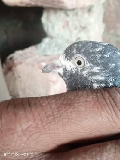 Parvazi pigeon