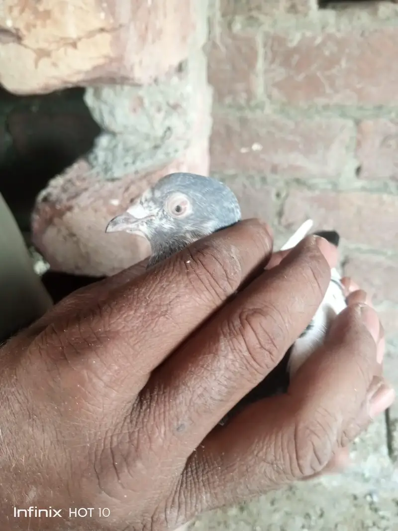 Parvazi pigeon — photo 2