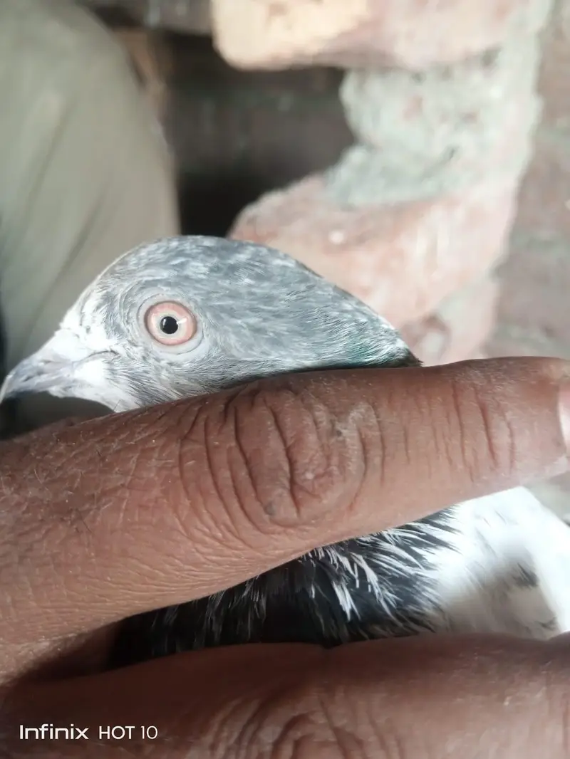 Parvazi pigeon — photo 3