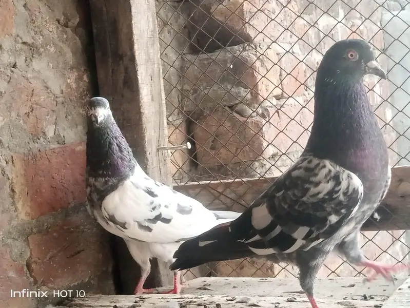 Parvazi pigeon — photo 4