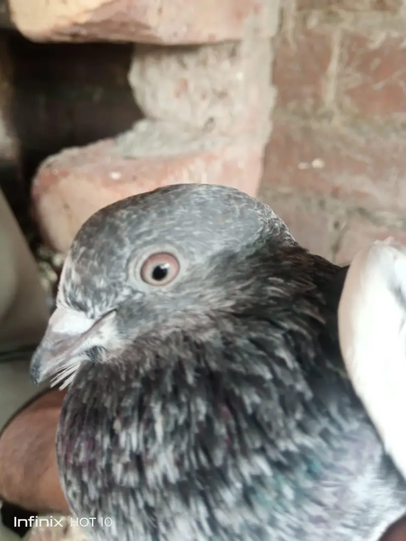 Parvazi pigeon — photo 5