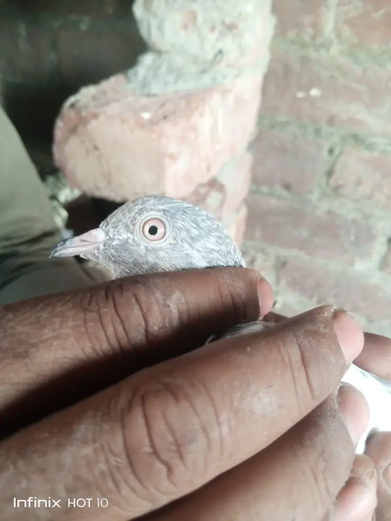 Parvazi pigeon — photo 6
