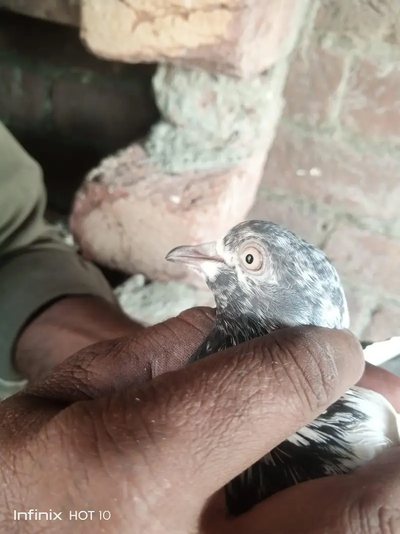 Parvazi pigeon — photo 7