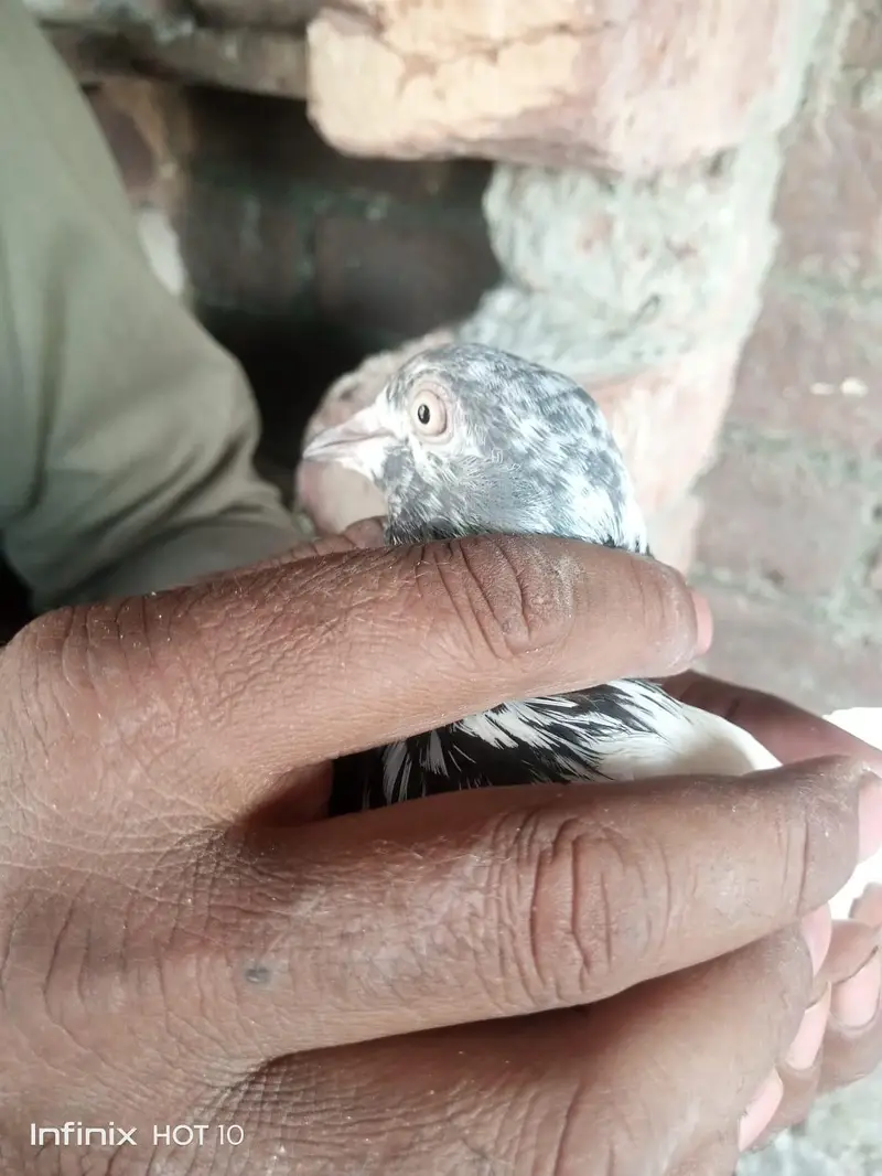 Parvazi pigeon — photo 8