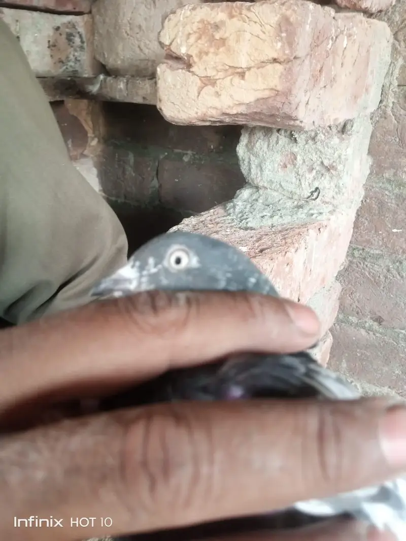Parvazi pigeon — photo 9