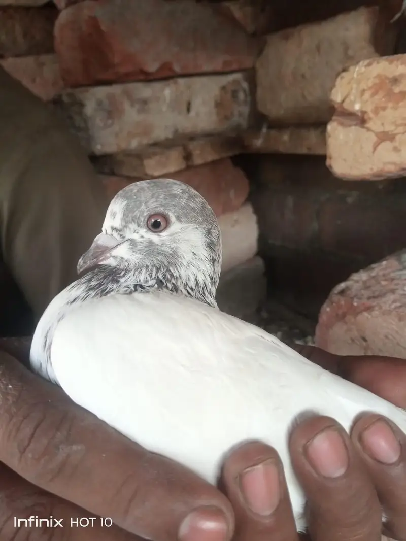 Parvazi pigeon — photo 10