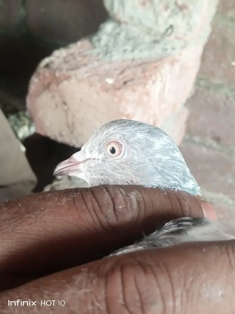 Parvazi pigeon — photo 11