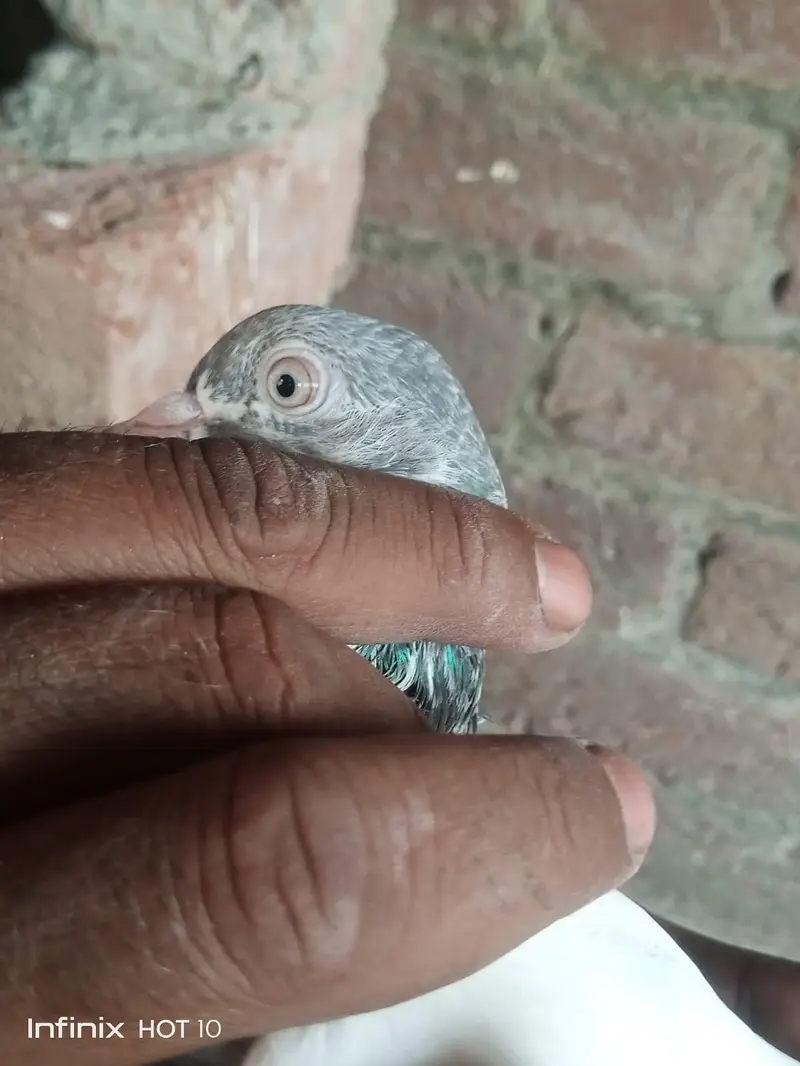 Parvazi pigeon — photo 12