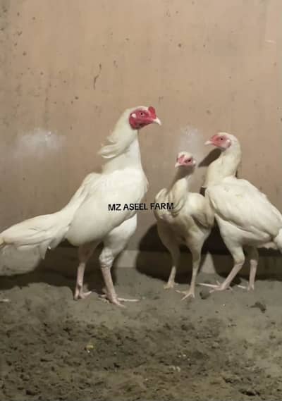 Heera Aseel | Paper white | Pair | Trio | Male | Female