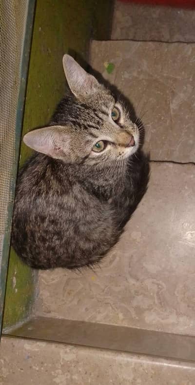 4 Cute Cats for Sale – Healthy & Beautiful