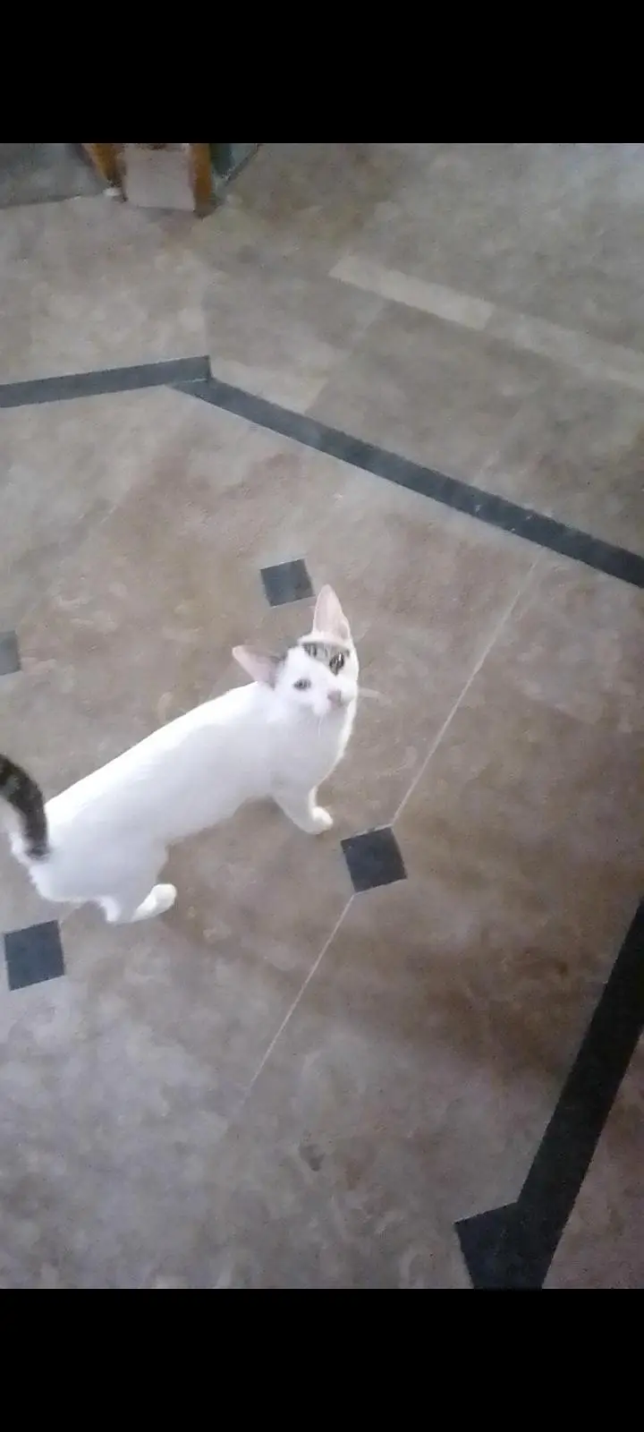 4 Cute Cats for Sale – Healthy & Beautiful — photo 2