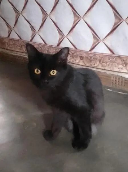 4 Cute Cats for Sale – Healthy & Beautiful — photo 4