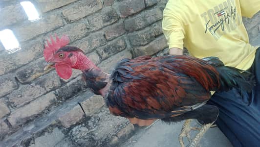 nacked neck hen murga available Ghar ka ha