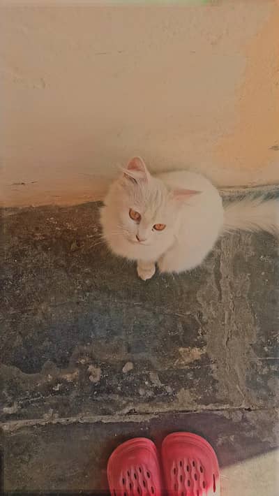 persian cat age 1.5 year