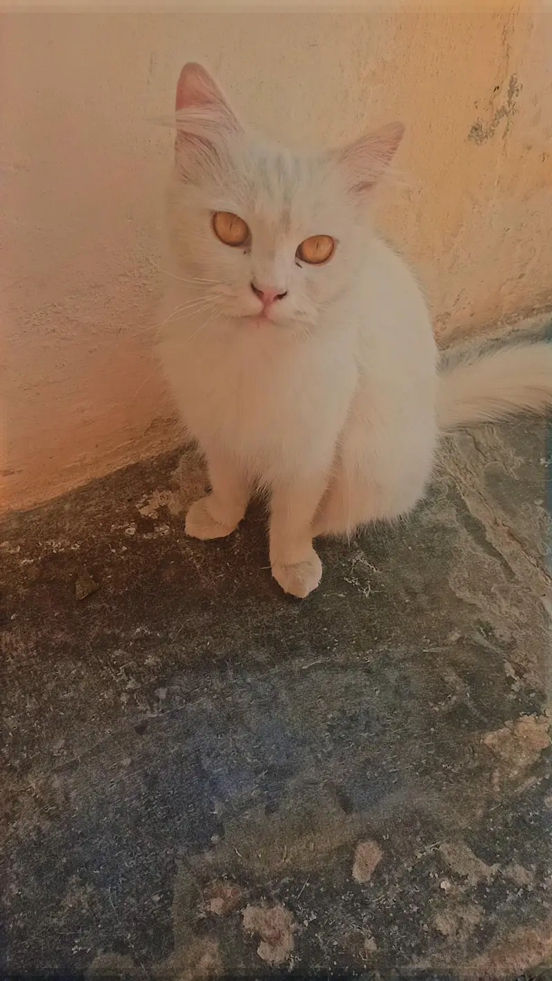 persian cat age 1.5 year — photo 2