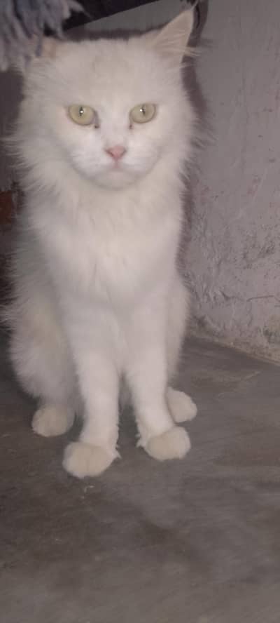 Pure White Persian Triple Coat Cat - 10k