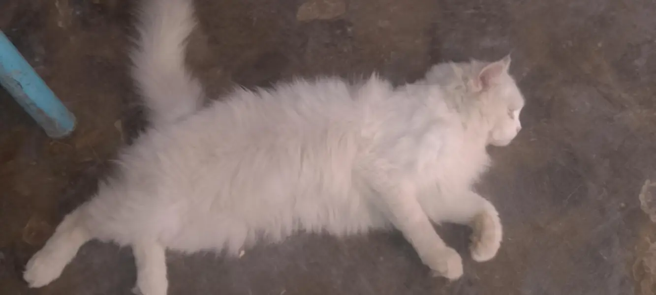 Pure White Persian Triple Coat Cat - 10k — photo 2