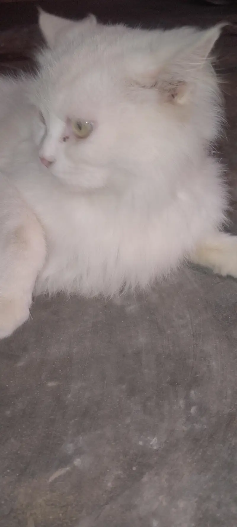 Pure White Persian Triple Coat Cat - 10k — photo 3
