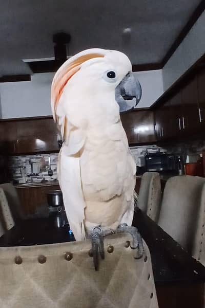 Moluccan cocato tamed / 03156376925