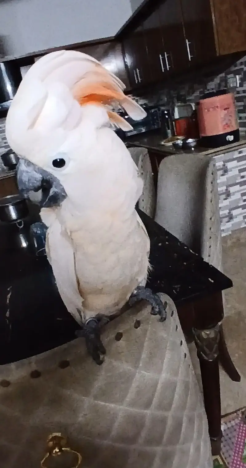 Moluccan cocato tamed / 03156376925 — photo 3